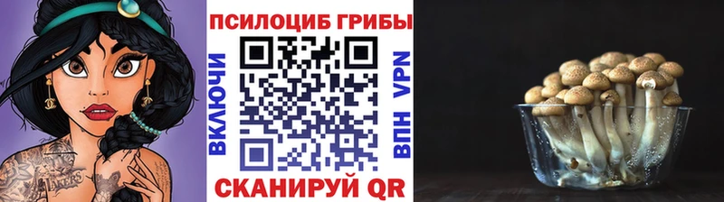 где можно купить   Нововоронеж  Псилоцибиновые грибы мицелий 